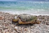 Νεκρή χελώνα καρέτα καρέτα στην Μακύνεια