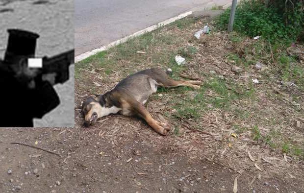 Πάτρα: Παπάς πυροβόλησε και σκότωσε σκυλιά