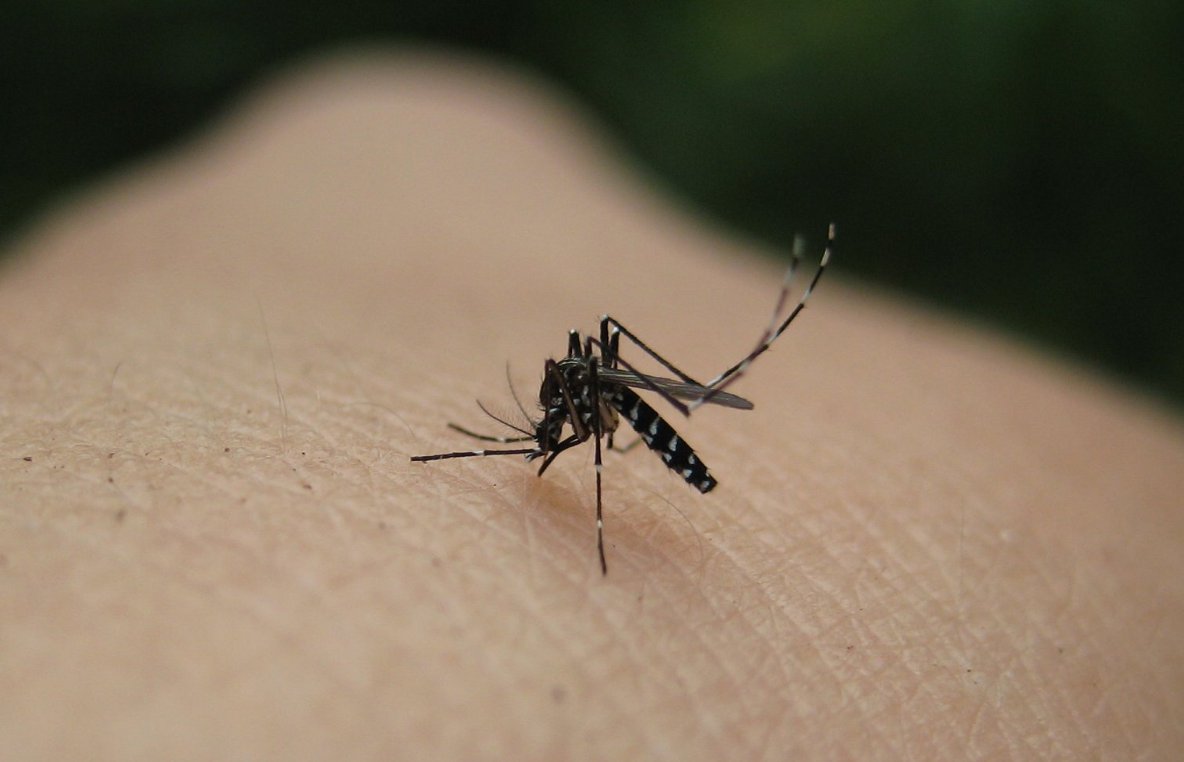 Συναγερμός για την ελονοσία σε Αχαΐα και Ηλεία