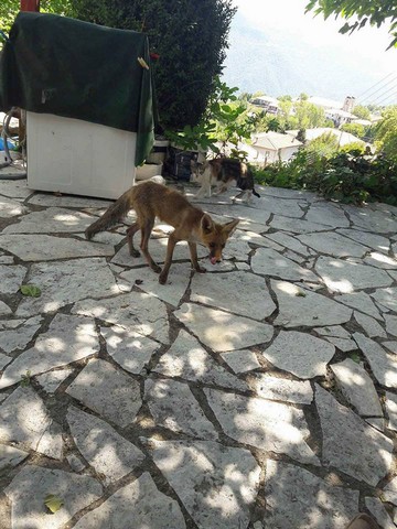 Καθημερινός επισκέπτης σε σπίτι μια... αλεπού που περιμένει το σπιτικό της φαγητό