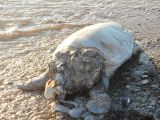 Ναύπακτος: Νεκρή καρέτα-καρέτα στη παραλία Γριμπόβου