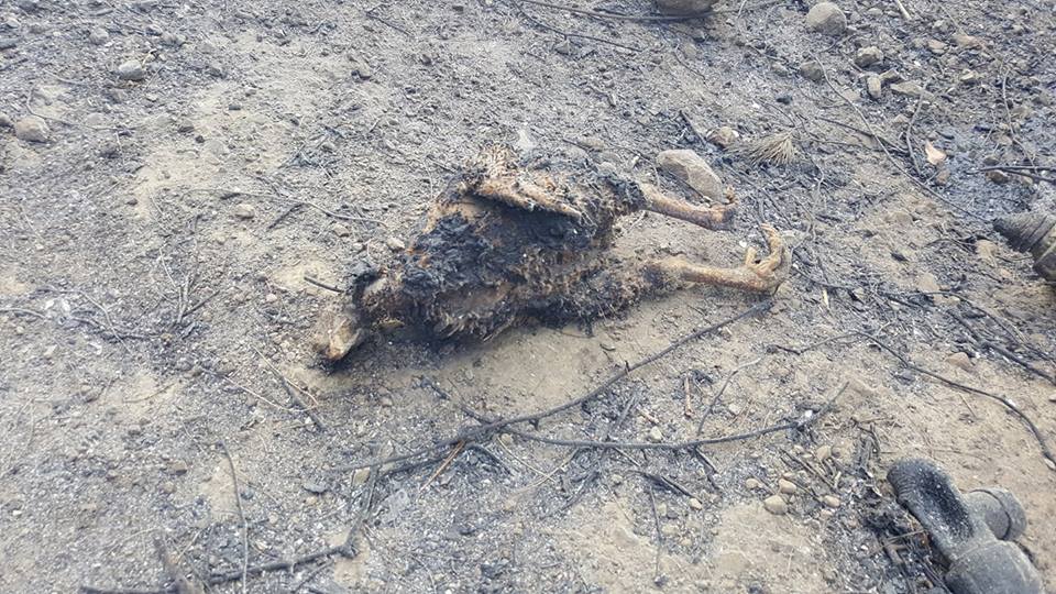 Φωτιές Δυτικής Αχαϊας: Καμμένα ζώα - Εικόνες που σοκάρουν