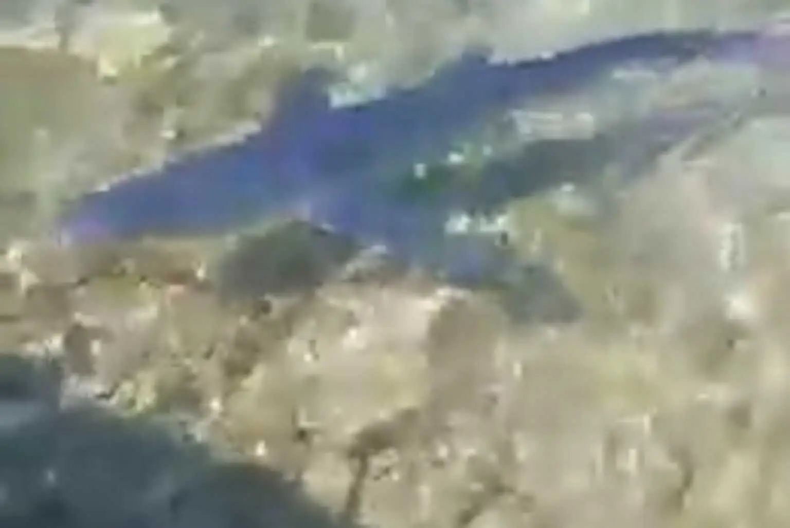 Αιτωλοακαρνανία: Ένας γαλάζιος καρχαρίας μπροστά στα μάτια τους!