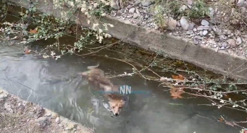 ΝΑΥΠΑΚΤΟΣ: Πολίτης έσωσε αλεπού που έπεσε μέσα σε αύλακα με νερό