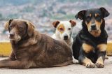 Δήμος Δελφών: Υπεγράφη η σύμβαση για την κατασκευή καταφυγίου αδέσποτων ζώων συντροφιάς