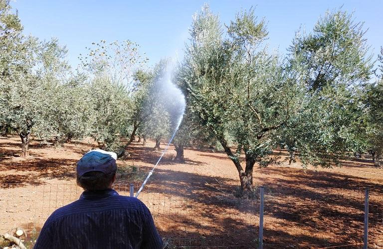 Ξεκινούν δολωματικοί ψεκασμοί για το δάκο της ελιάς στην Π.Ε. Αιτωλοακαρνανίας