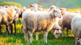 Πανώλη στα αιγοπρόβατα: Ξεκίνησαν έλεγχοι σε κτηνοτροφικές μονάδες