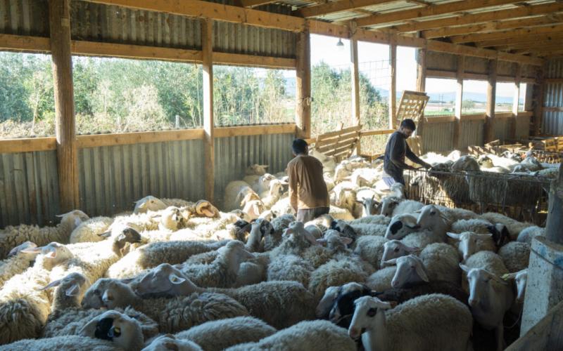 Δεύτερο κύμα αποζημιώσεων για πανώλη και ευλογιά