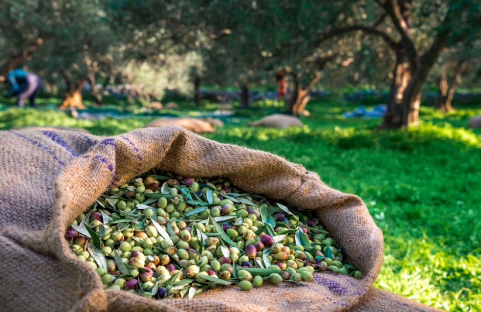 Νεοχώρι. Ολόκληρο συνεργείο βρήκε στο χωράφι του να κλέβει τις ελιές….