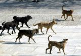 Κι άλλη επίθεση από αδέσποτο στο Νεοχώρι