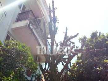 Πάτρα: Ο κάκτος της οδού Δανιηλίδος και ο φόβος ατυχήματος 