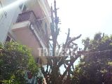 Πάτρα: Ο κάκτος της οδού Δανιηλίδος και ο φόβος ατυχήματος 