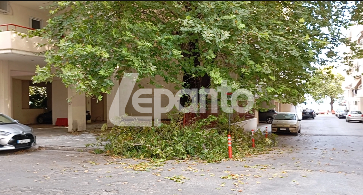 Τμήμα πλάτανού αποκολλήθηκε στο Γρίμποβο