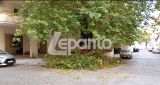 Τμήμα πλάτανού αποκολλήθηκε στο Γρίμποβο