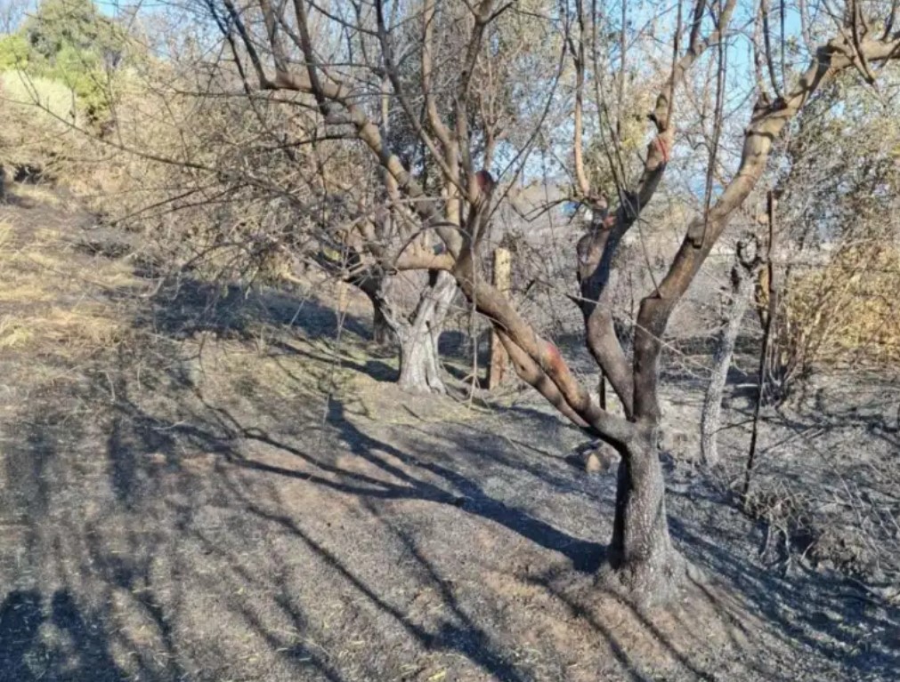 Βόνιτσα: Σε ύφεση η πυρκαγιά, σε επιφυλακή η Πυροσβεστική για αναζωπυρώσεις