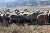 Αχαΐα - Ευλογιά των αιγοπροβάτων: Έχουν επιβεβαιωθεί 13 εστίες του νοσήματος με περίπου 1.500 ζώα