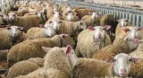 Αχαΐα: Σαρώνει η ευλογιά των προβάτων με επιβεβαιωμένα κρούσματα σε 13 μονάδες – Περίπου 1.500 ζώα θα θανατωθούν