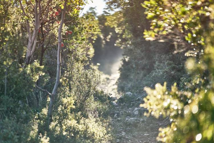Μια μικρή ζούγκλα στο δρόμο προς το Δασύλλιο 