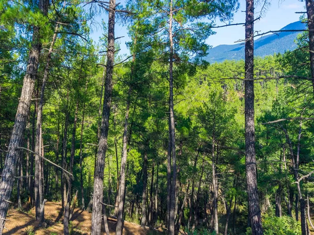 Υψηλός κίνδυνος δασικής πυρκαγιάς στις ΠΕ Κορινθίας, Αργολίδας, Αρκαδίας και Λακωνίας την Πέμπτη 28 Αυγούστου 2025