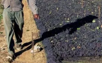 Η Κορινθιακή Σταφίδα: Μαύρος Χρυσός με Ιστορία και Πολύτιμα Οφέλη