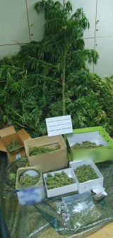 Σύλληψη άνδρα για διακίνηση, καλλιέργεια και κατοχή ναρκωτικών ουσιών στο Αγρίνιο