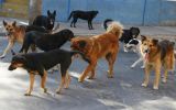 Μεσολόγγι: Παραιτήθηκαν τα μέλη του Συλλόγου για τα αδέσποτα
