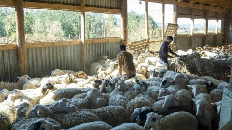 Ευηνοχώρι: Ψόφια στους στάβλους μένουν τα άρρωστα ζώα