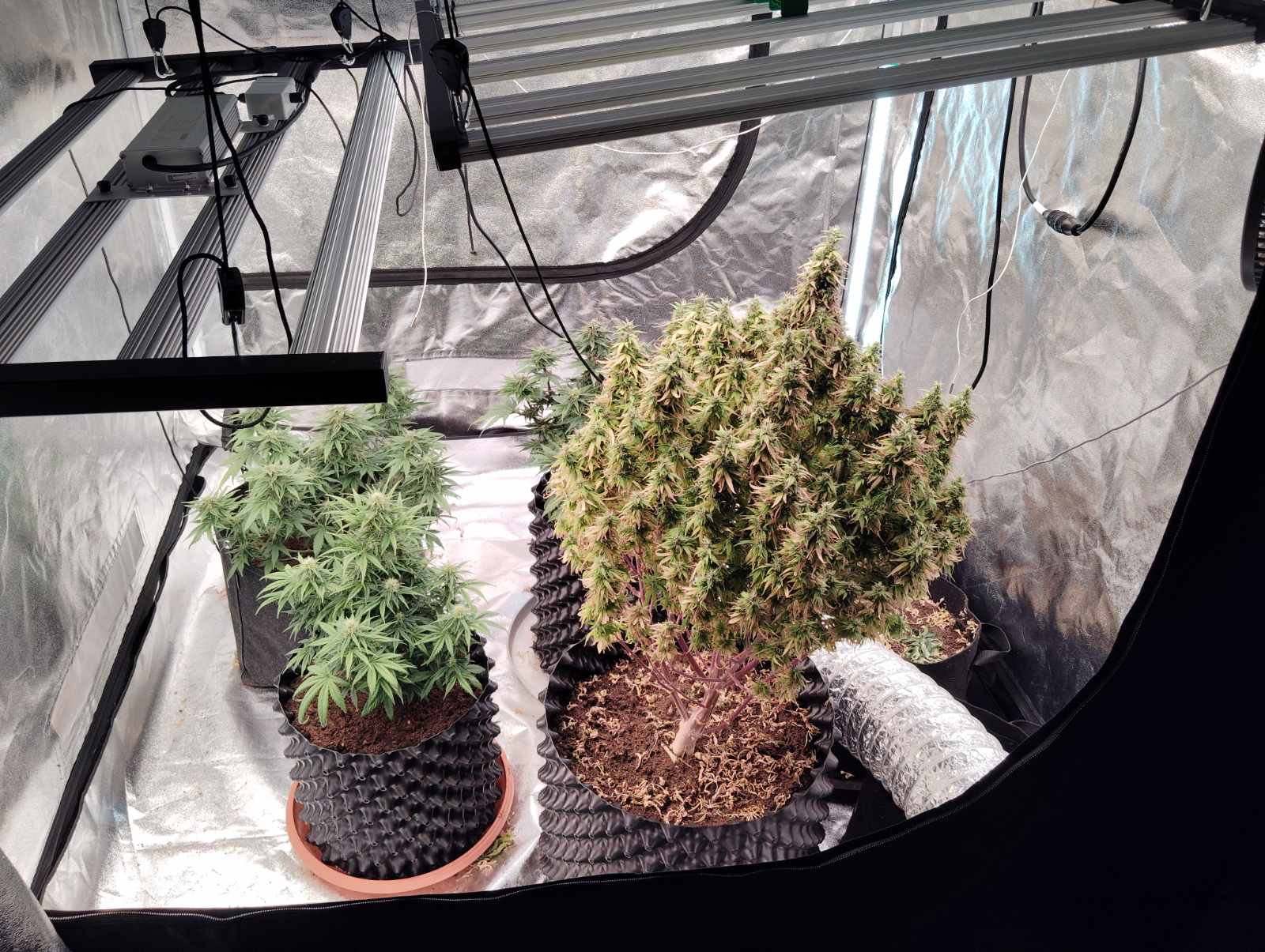 Αγρίνιο: Συνελήφθησαν δύο άνδρες για υδροπονική καλλιέργεια κάνναβης 