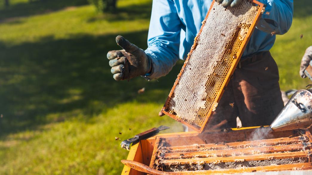 Μελισσοκόμοι: Υποχρεωτική δήλωση κυψελών για το 2025 έως 20 Νοεμβρίου Μελισσοκόμοι: Υποχρεωτική δήλωση κυψελών για το 2025 έως 20 Νοεμβρίου