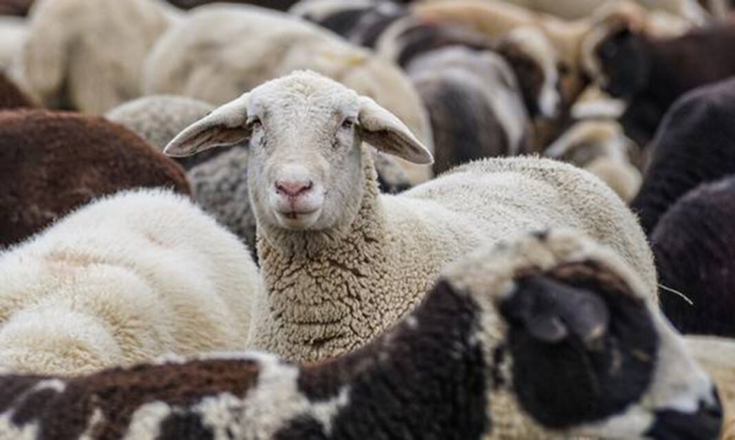 Η πανδημία της ευλογίας των αιγοπροβάτων δεν λέει να κοπάσει στην Αιτωλοακαρνανία 