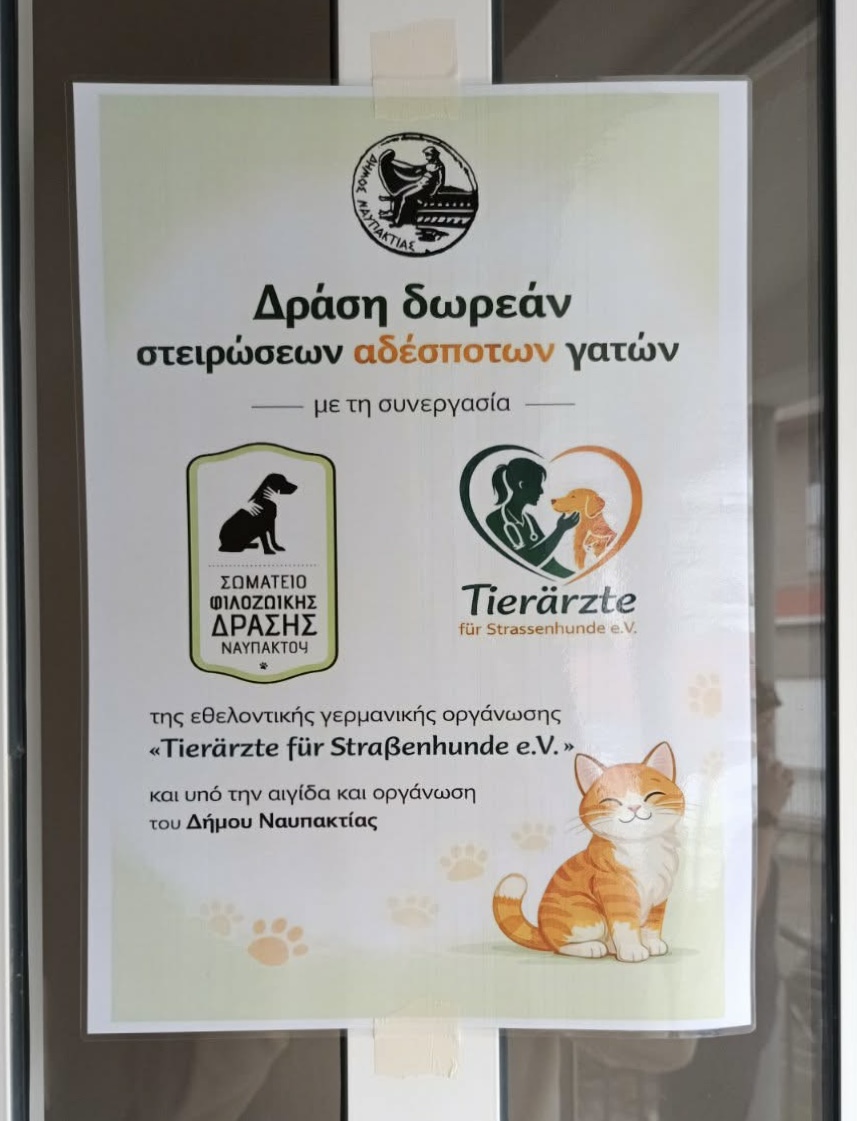 Ναύπακτος: Έως τις 27 Φεβρουαρίου η δράση δωρεάν στειρώσεων αδέσποτων γατών