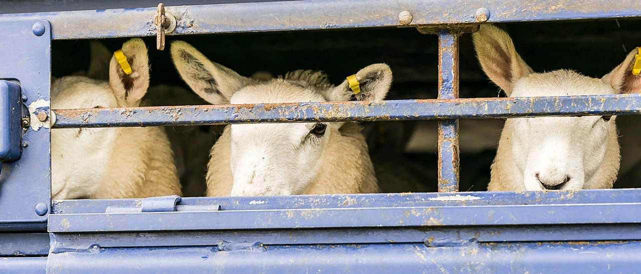 Ναύπακτος: Συλλήψεις για παραβίαση μέτρων για την πρόληψη ασθενειών και σχετικής απόφασης της Περιφέρειας Δυτικής Ελλάδας Ναύπακτος: Συλλήψεις για παραβίαση μέτρων για την πρόληψη ασθενειών και σχετικής απόφασης της Περιφέρειας Δυτικής Ελλάδας