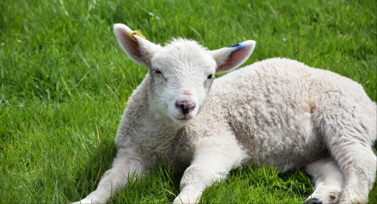 ΥΠΑΑΤ: Διεύρυνση της κάλυψης λειτουργικών δαπανών κατά της ευλογιάς και του αφθώδους πυρετού σε όλες τις Περιφέρειες της χώρας