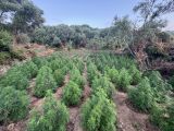 Μεσσηνία: Εντοπίστηκαν και κατασχέθηκαν 1.532 δενδρύλλια κάνναβης - Δυο συλλήψεις