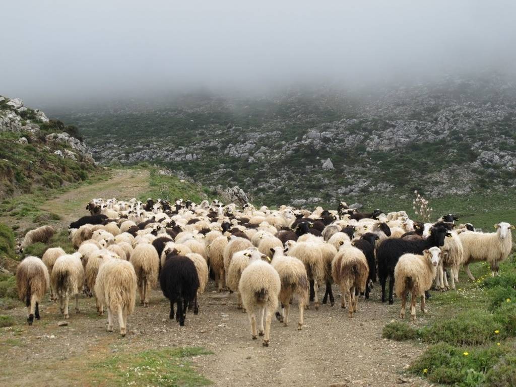 Υποχρεωτικός ο ηλεκτρονικός βώλος για εκτροφές άνω των 900 αιγοπροβάτων-Από το 2027 καθολική εφαρμογή