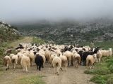 Υποχρεωτικός ο ηλεκτρονικός βώλος για εκτροφές άνω των 900 αιγοπροβάτων-Από το 2027 καθολική εφαρμογή