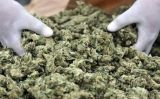 Κιάτο: Συνελήφθη 43χρονος με ποσότητα κάνναβης