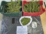 Ηλεία: Προφυλακίστηκαν πατέρας και γιος για τη φυτεία με τα 310 δενδρύλλια κάνναβης στη Φρίξα