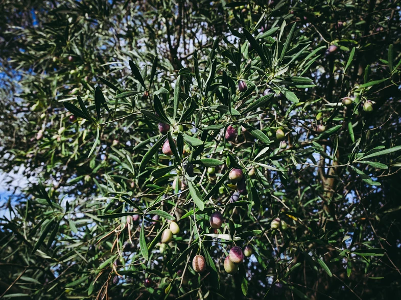 Αχαΐα: Προβληματισμός για το ελαιόλαδο με την τιμή κάτω από 3 ευρώ – «Πολλές ελιές θα μείνουν στα δέντρα»