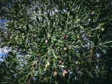Αχαΐα: Προβληματισμός για το ελαιόλαδο με την τιμή κάτω από 3 ευρώ – «Πολλές ελιές θα μείνουν στα δέντρα»